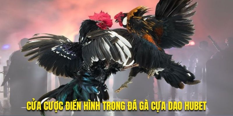 Cửa cược thịnh hành trong chọi kê cựa dao Hubet