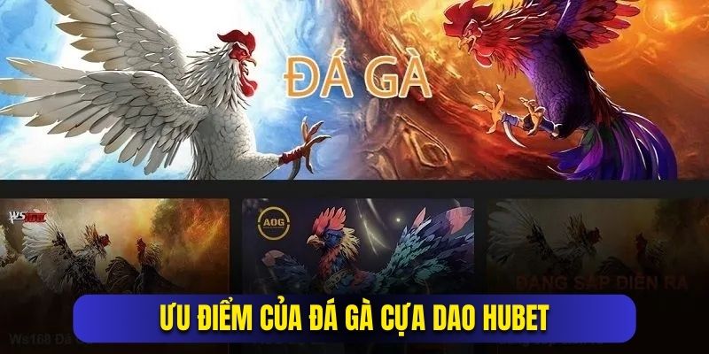 Sức hút từ hình thức chọi gà cựa dao trực tuyến Hubet