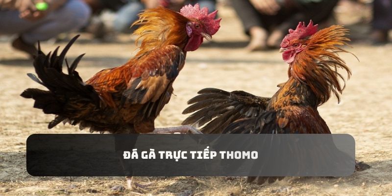 Đá gà trực tiếp Thomo