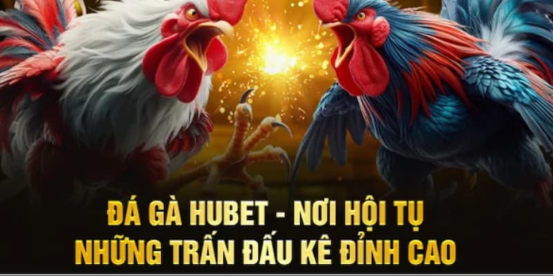 Đá gà HUBET quy tụ nhiều kê chiến