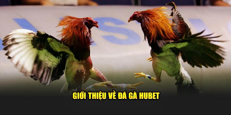 Khái niệm chi tiết về bộ môn đá gà Hubet