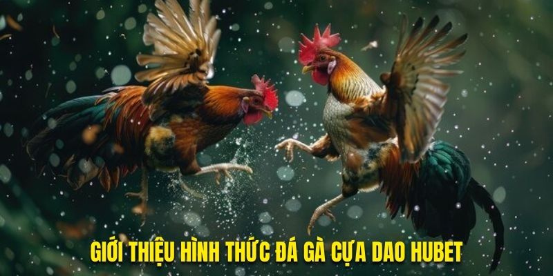 đá gà cựa dao